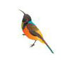 Oiseau coloré du nouveau billet de 5 dollars australien