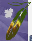 ten canadian dollar note Colour-shifting Eagle Feather-3