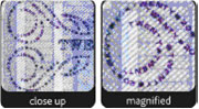 20 pound note microlettering